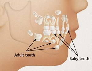 Adult Teeth Falling Out 91